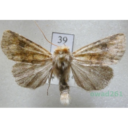 Atypha pulmonaris (Esper, 1790) Czech39